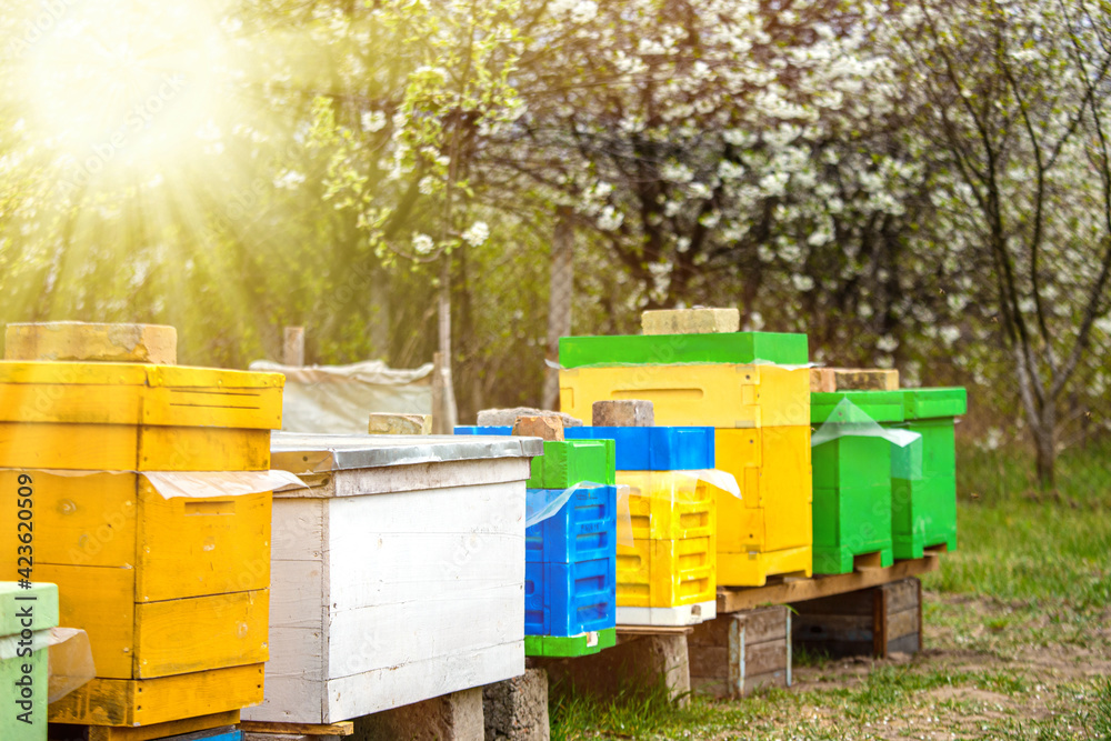 Blossoming garden with apiary. Bees spring under the flowering trees of apple trees. Red tulips on the background of hives. Blossoming garden with apiary. Bees spring under the flowering trees of apple trees. Red tulips on the background of hives.