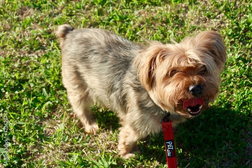 Yorshire Terrier on a walk photo