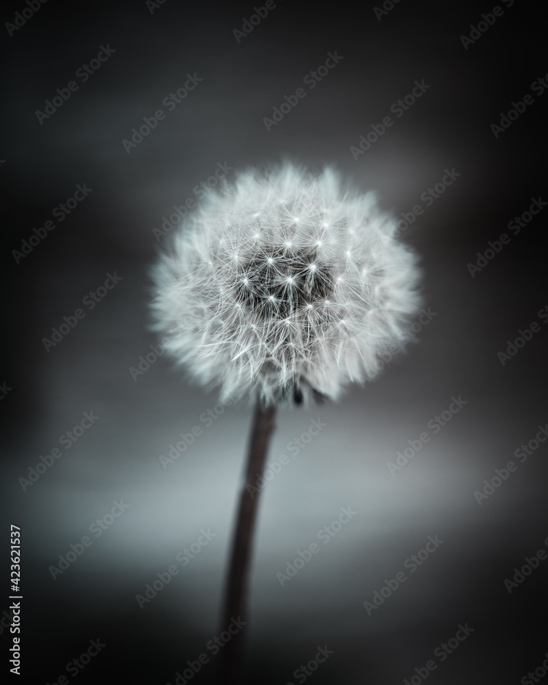 Fototapeta premium dandelion on black