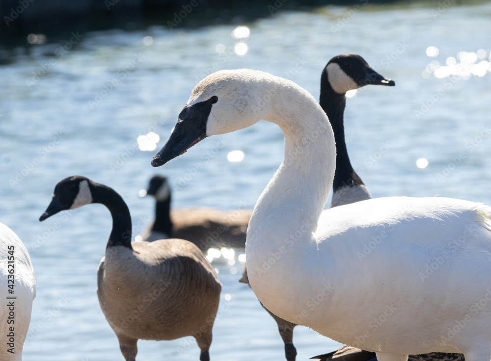Fototapeta premium A close up of a trumpeter swan (Cygnus buccinator) with Canada geese on a lake in Muskoka in spring 