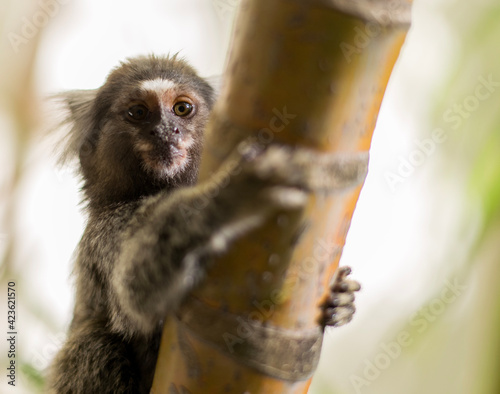 tailed lemur