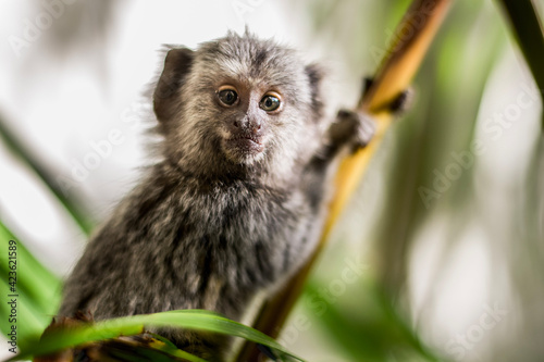 white tailed macaque