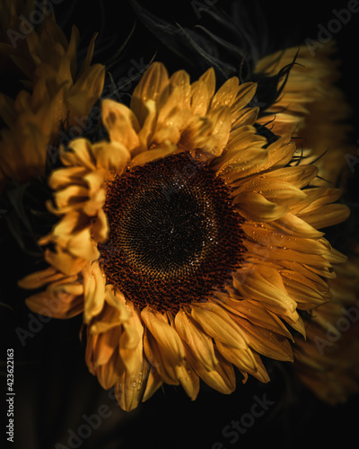 Dramatic bright close up of sunflower