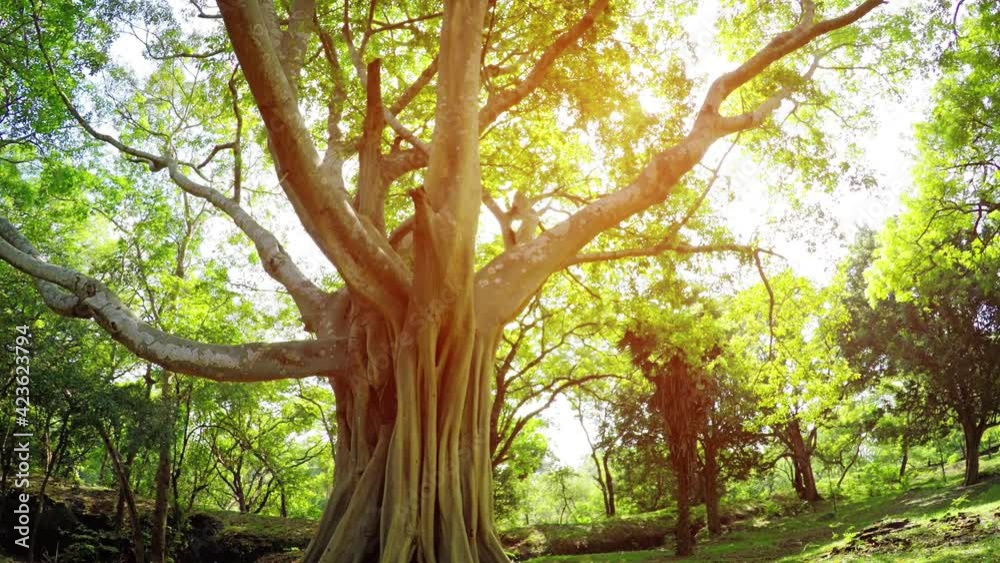 Sunshine Peaks through Branches of Mature, Tropical Tree, with Sound Sunshine Peaks through Branches of Mature, Tropical Tree, with Sound