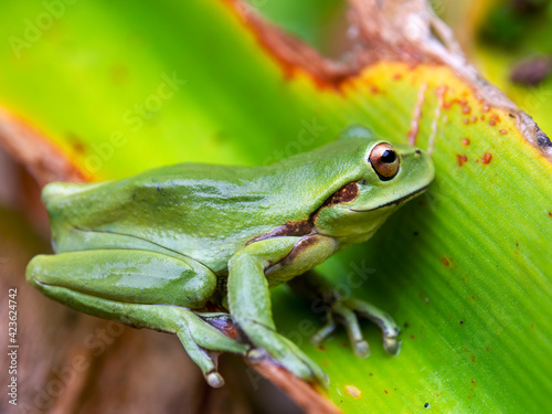 Macro photography of an adult green dotted treefrog standing on a leaf, captured at a garden near the colonial town of Villa de Leyva, Colombia.