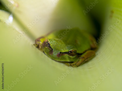 Macro photography of a green dotted treefrog hidden in a leaf, captured at a garden near the colonial town of Villa de Leyva, Colombia.