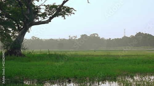 Peaceful Misty Meadow near Habarana photo