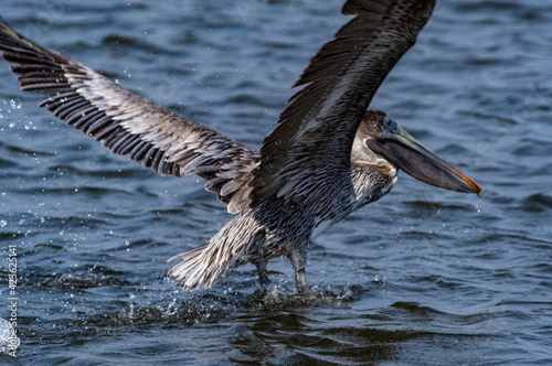 Brown Pelican Landing 2 © Tom Ramsey