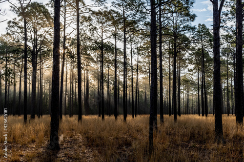 Misty Sunrise in Longleaf Pine Savanna 3 photo