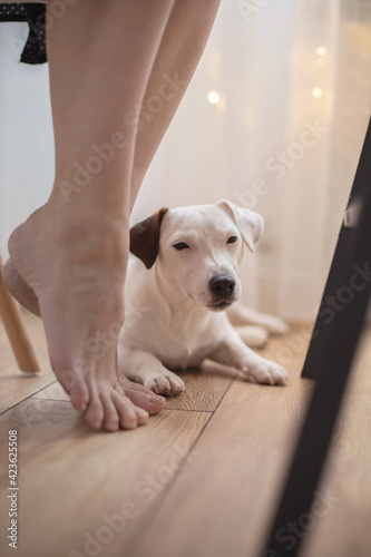 Modern freelancer woman playing with little cute dog working remotely on laptop Jack Russell Terrier