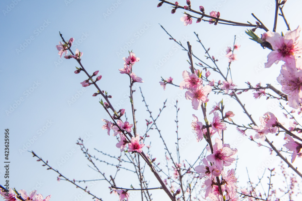 background with peach blossom and blue sky in spring background with peach blossom and blue sky in spring