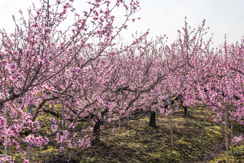 background with peach blossom in spring background with peach blossom in spring