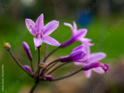 Macro photography of purple society garlic flowers, captured in a farm near the colonial town of Villa de Leyva, Colombia.