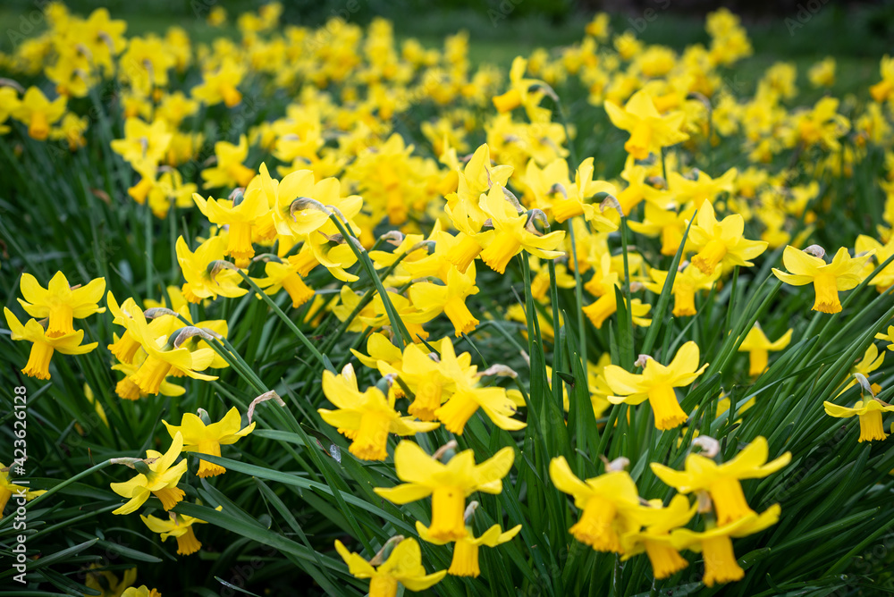 Cluster of windswept yellow daffodils with orange centres taken in Canterbury, Kent, England. Cluster of windswept yellow daffodils with orange centres taken in Canterbury, Kent, England.