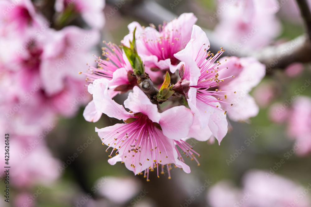 Obraz premium background with peach blossom in spring