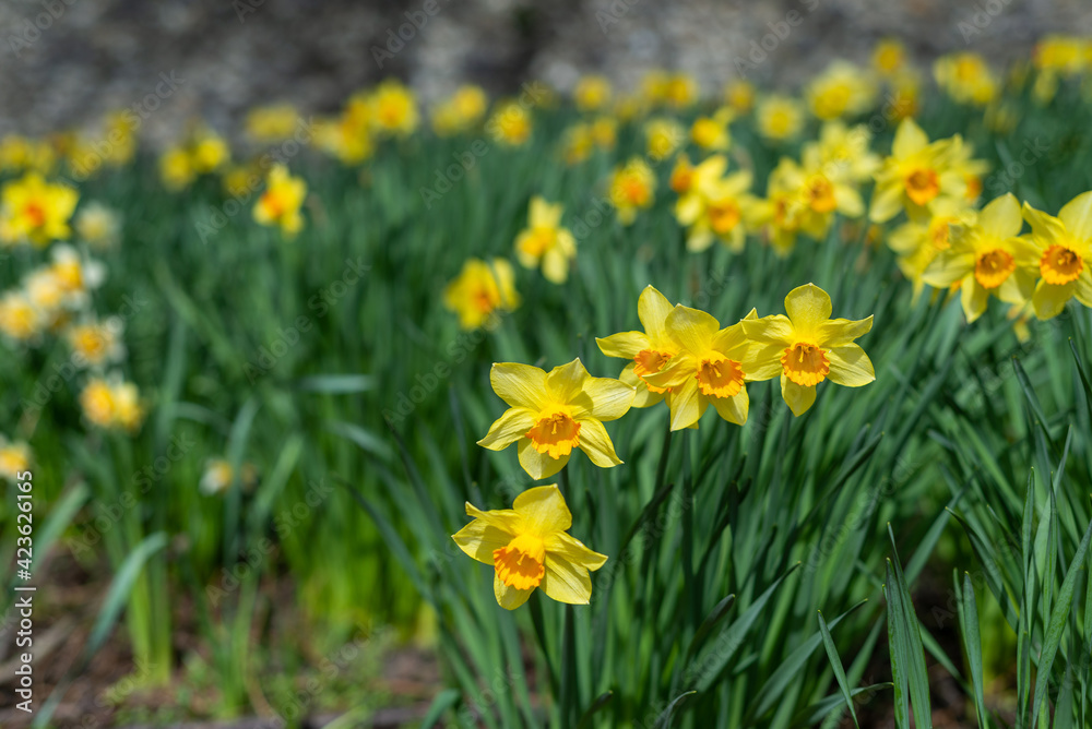 Fototapeta premium Closeup of daffodil field by old city wall in Cantebury, England in Spring.