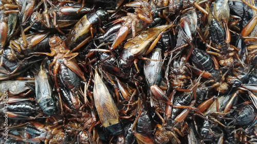 Many black-winged insects or crickets are crispy, high in protein.