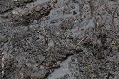 rainy day mud season in the forest