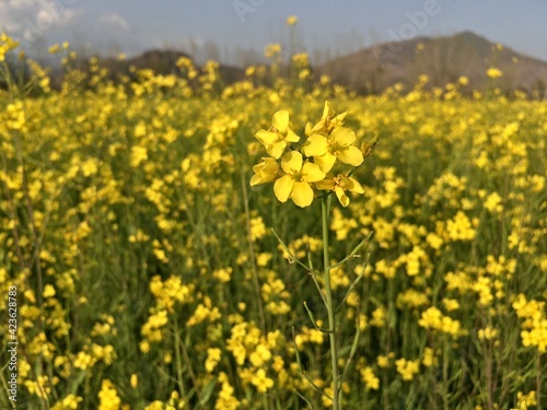 field of mustard with yellow flowers