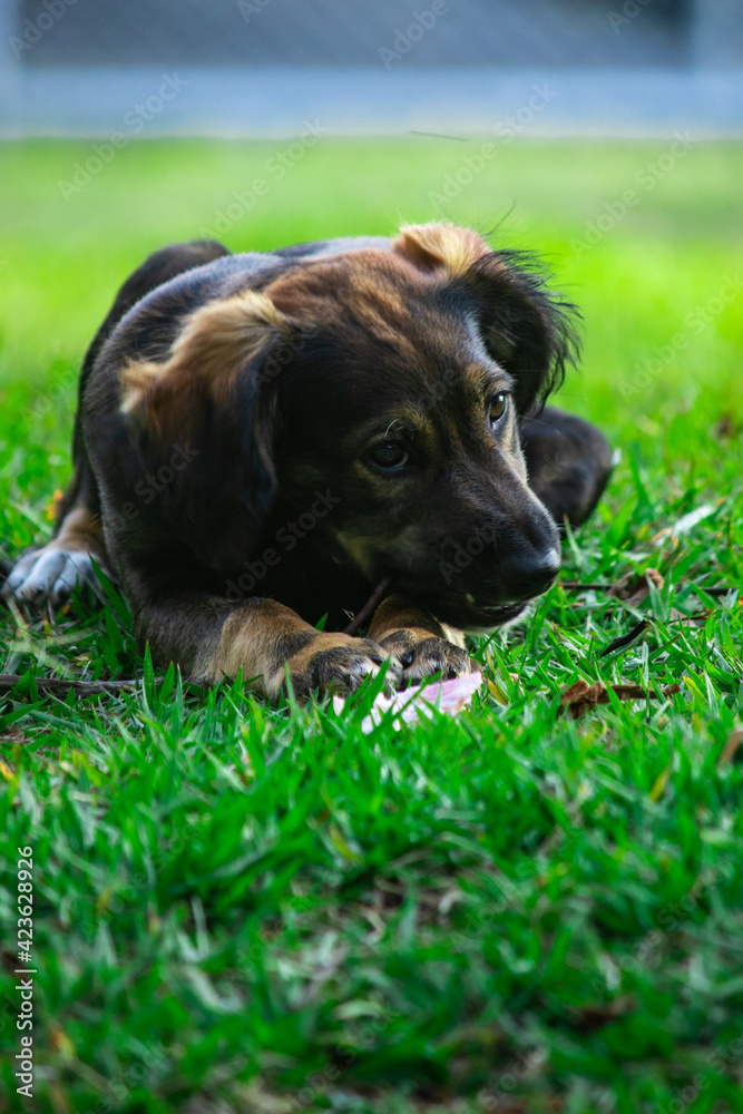 Puppy on Grass Puppy on Grass