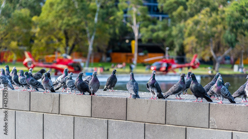 Multiple pigeons are standing on a wall with two red helicopters in the background on the banks of the Yarra River in Melbourne, Australia