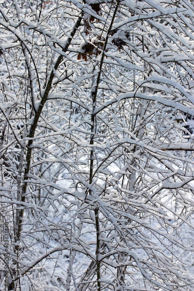 Snowy Winter Thicket Snowy Winter Thicket