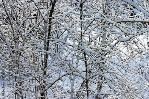 Snowy Winter Thicket