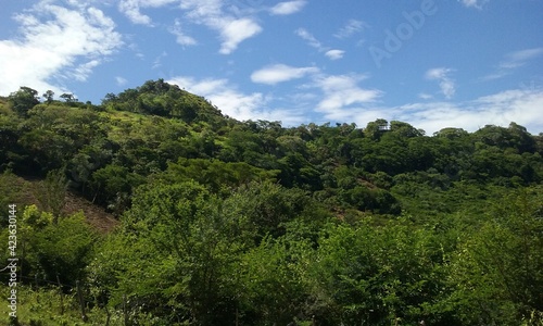 forest and sky