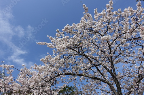 cherry blossom in spring