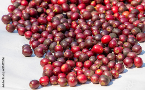 red organic arabica coffee cherry drying in a natural process under the sunlight in a coffee farm of northern Thailand