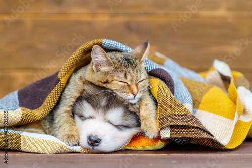 A kitten and a puppy lie under a plaid blanket outside in a pile of dry maple leaves and hug. Cozy autumn