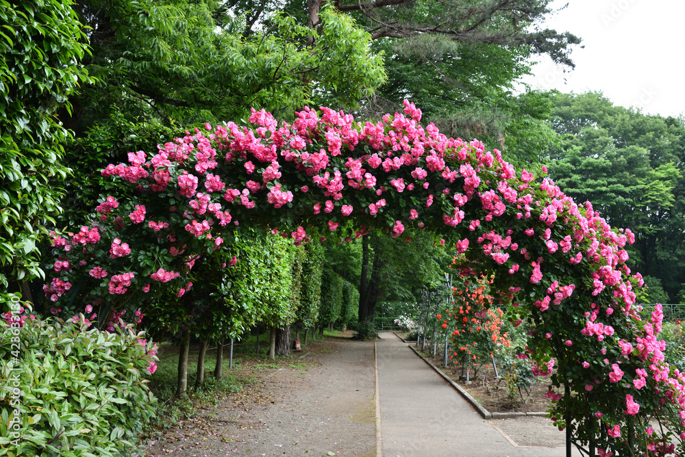 Gate of pink rose, angela