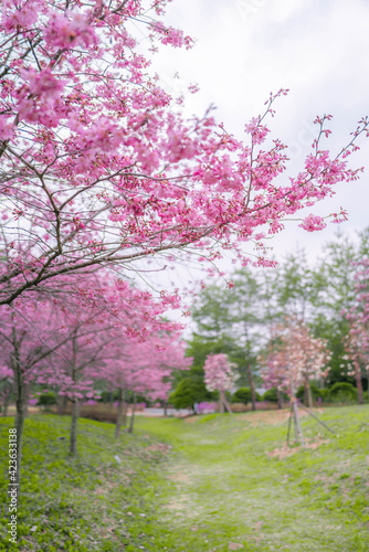 봄의 벚꽃놀이- cherryblossom