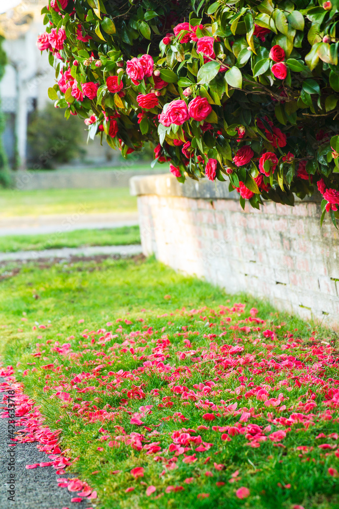 Many red camellia flowers scattered over the grass; Red camellia blossoms on bush and covering the grass and sidewalk. Many red camellia flowers scattered over the grass; Red camellia blossoms on bush and covering the grass and sidewalk.