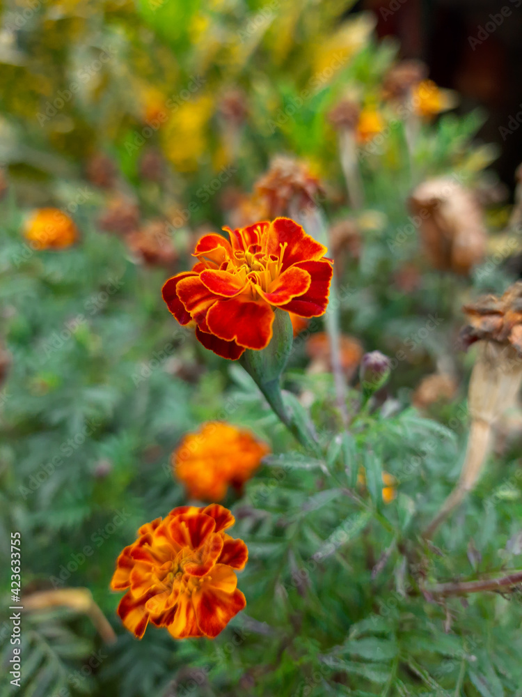Red orange Marigold in the garden Red orange Marigold in the garden