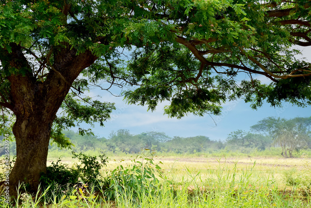 Fototapeta premium Big green tree on green fields beautiful landscape