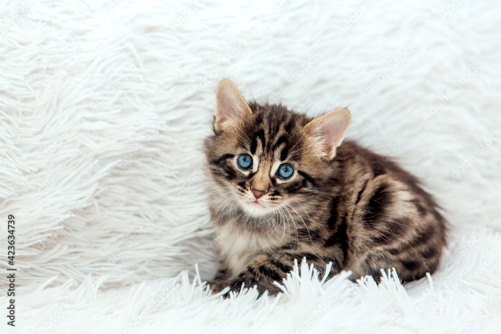 Cute dark grey charcoal bengal kitten sitting on a furry white blanket.