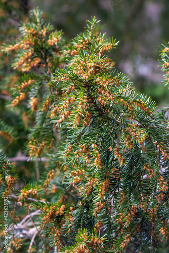 Taxus boccata or english yew tree branch in spring