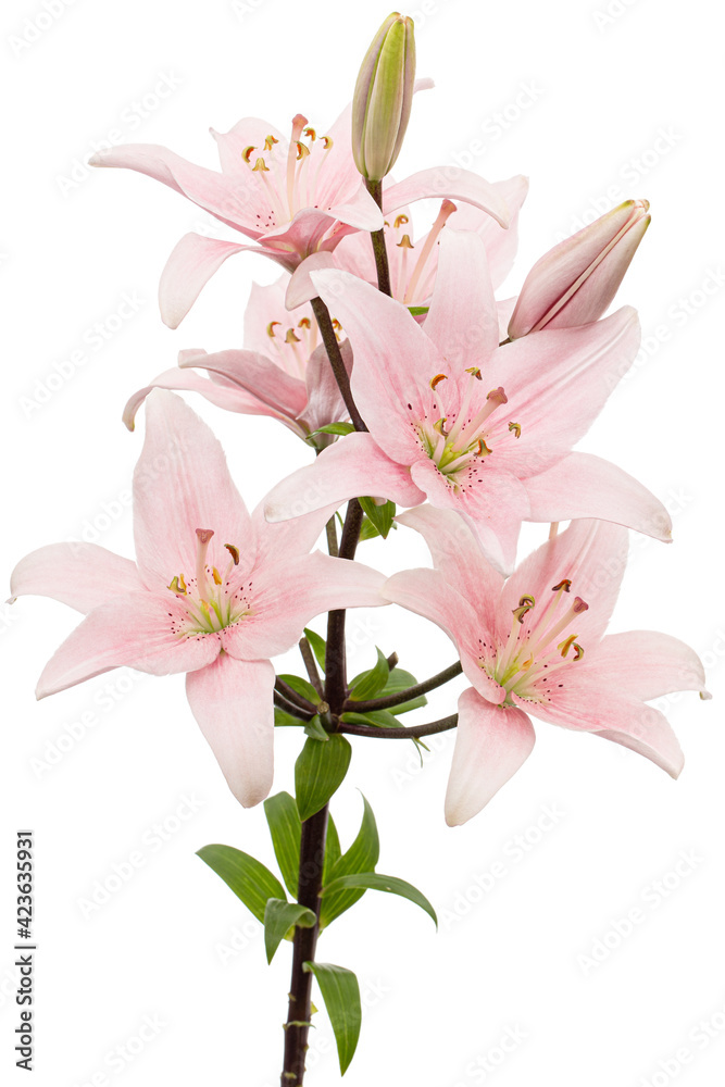 Pink lily flower, isolated on white background