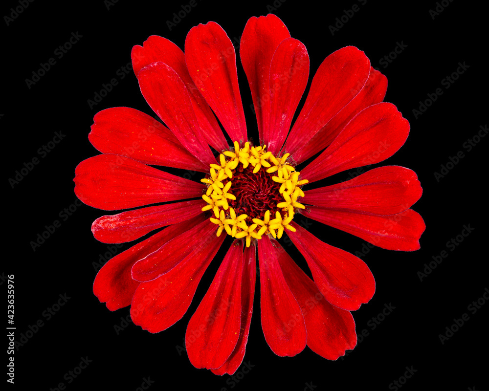 Red flower of zinnia, isolated on black background
