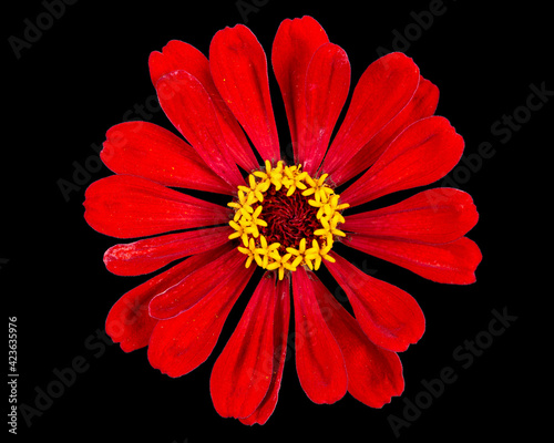Obraz na płótnie Red flower of zinnia, isolated on black background w salonie