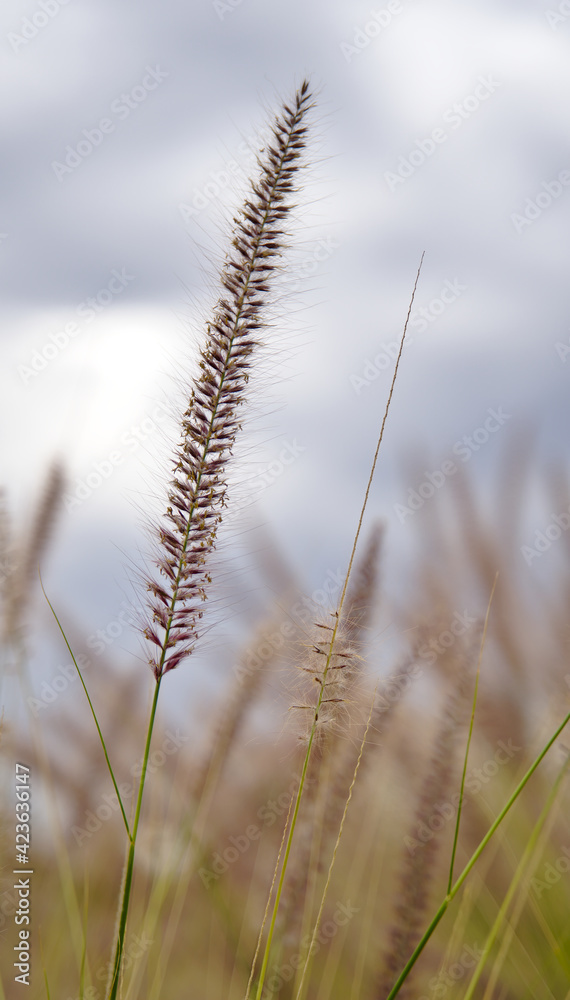 Wild grass with natural background softly blurred Wild grass with natural background softly blurred
