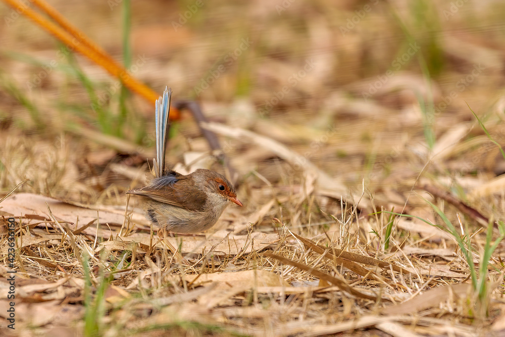 An adult female Superb Fairywren (Malurus cyaneus). An adult female Superb Fairywren (Malurus cyaneus).