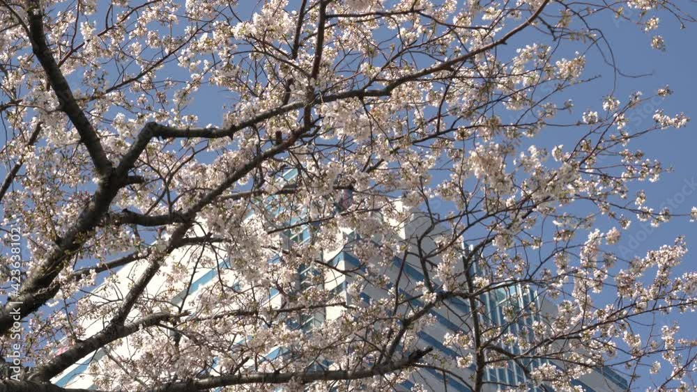 Cherry blossoms in front of the building Cherry blossoms in front of the building