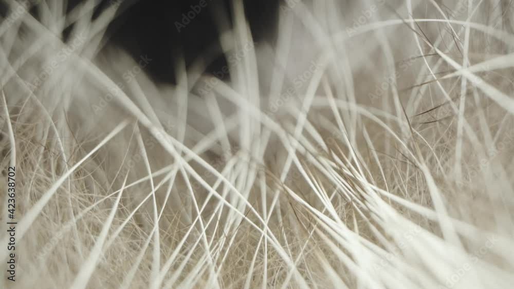 Wool and hair super macro shot.