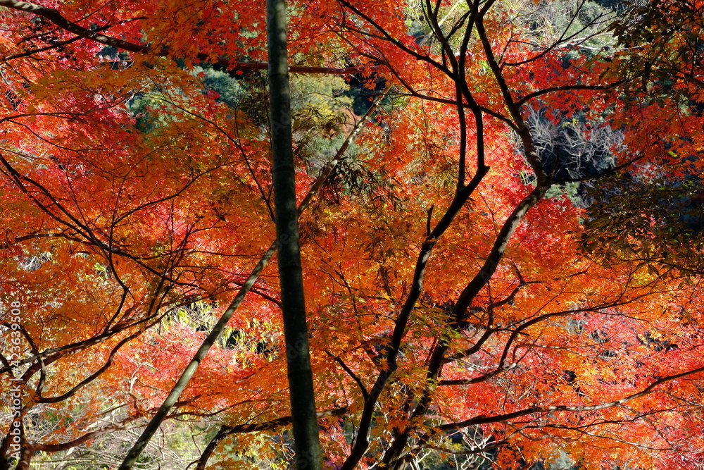 autumn leaves in Kyoto