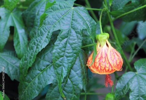 Yellow and Red Chinese Lantern with Dark Green Leaves