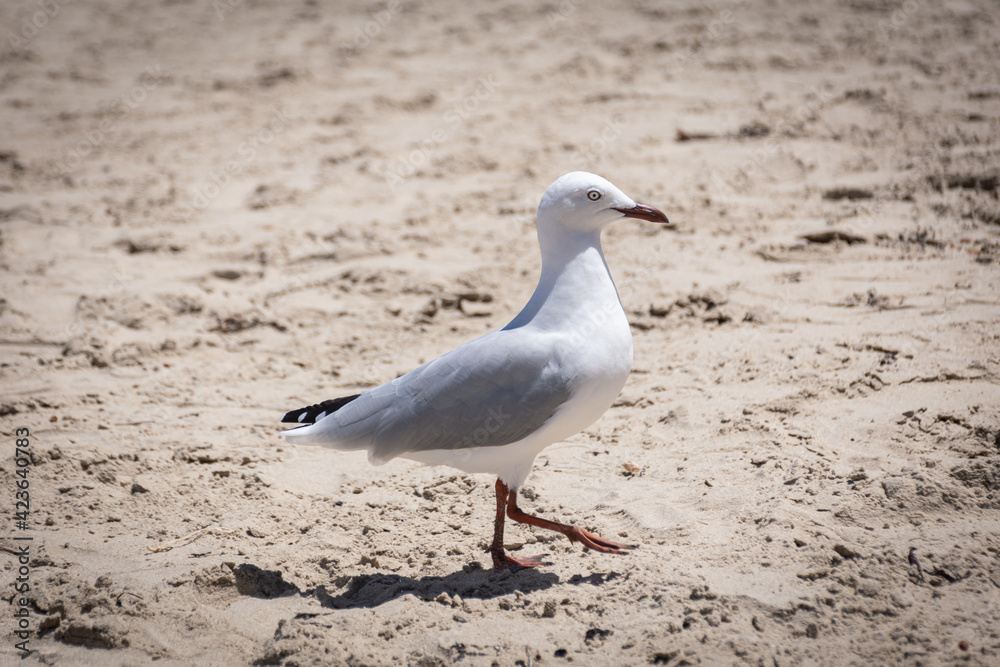seagull on the beach seagull on the beach