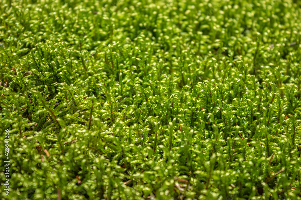 Forest green wet moss texture. A beautiful flat carpet made of natural moss. Forest green wet moss texture. A beautiful flat carpet made of natural moss.