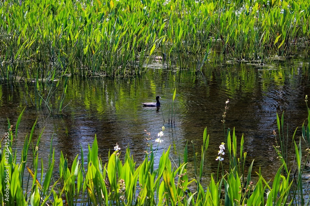 Obraz premium American Coots aka Fulica americana